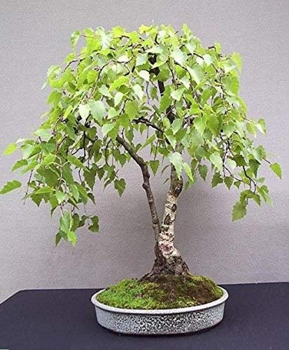Portal Cool Bonsai de abedul blanco Semillas Raras exóticas plantas del hogar del regalo del arte viviente original