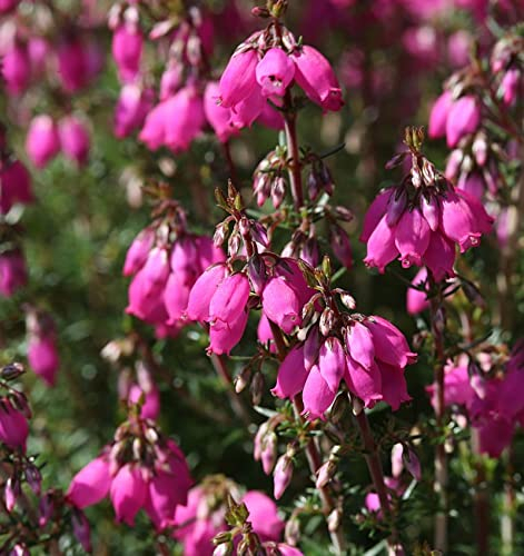 10x Grauheide Roter Kobold - Erica cinerea - Gartenpflanze