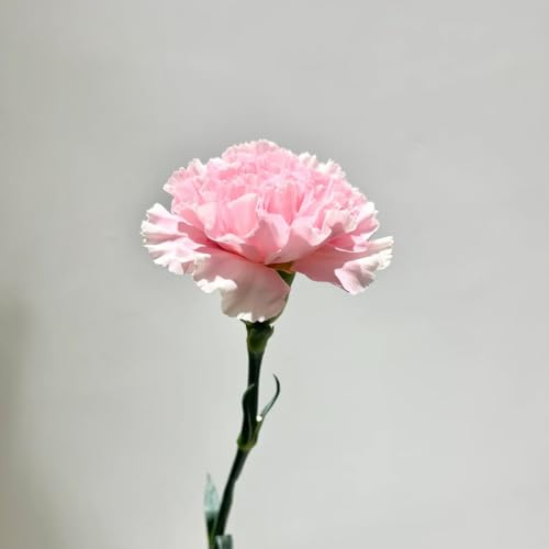 150 pcs Nelken Samen gartenblumen pflanzen, balkon pflanze Nelken Samen Mehrjährig, stauden, schattenpflanzen winterhart samen geschenk, samen winterhart alte sorten saatgut, bio samen