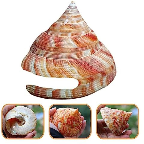 Strand DIY Handwerk, Muscheln Dekorationen, DIY-Handwerk, dekorative Ornamente, orange Turmschnecke, 5 cm–11 cm, grüne natürliche Muschelfischproben, Landschaft, Krabbengeschenke, Fisch-Einsiedler (Gr