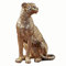 Uziqueif Sculpture Ornament Artwork, Leopard Figur Leopard Statue Dekor Wildlife Animal Figuren Desktop Tabletop Vintage Craft Dekoration für Schlafzimmer Wohnzimmer 13 x 8.5 x 15.5 cm