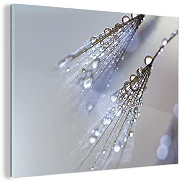 MuchoWow Glasbild Glasfoto Wandbild Bilder Deko 40x30 cm Wassertropfen auf Löwenzahnsamen