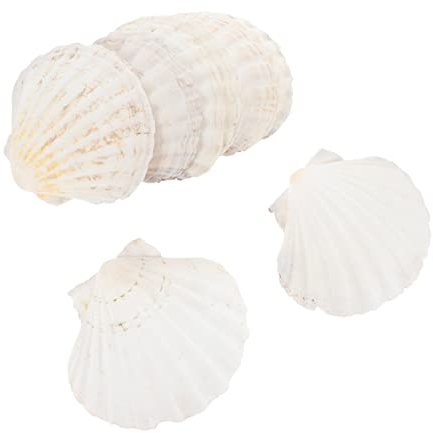 10pcs coquilles Saint-Jacques for l'artisanat - grande coquille de conque blanche sans trou - coquillages naturels charmes de coquillage for pendentif bricolage artisanat faisant la décoration de fête