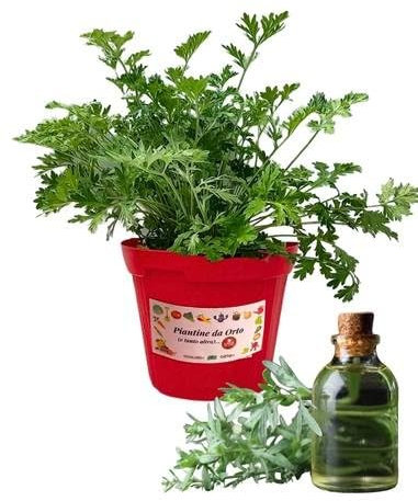 P. Piantine da Orto | Assenzio, Pianta in Vaso Diametro 14 cm, Pianta Pronta per il Trapianto, Pianta Vera da Esterno, Piantina Aromatica per Balcone o Terrazzo, Vivaio Italiano