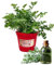 P. Piantine da Orto | Assenzio, Pianta in Vaso Diametro 14 cm, Pianta Pronta per il Trapianto, Pianta Vera da Esterno, Piantina Aromatica per Balcone o Terrazzo, Vivaio Italiano