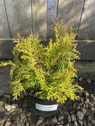 Hinoki Cypress 'Aurora' - Conifer Tree | Approx 25cm Tall | 3L Pot | UK Grown