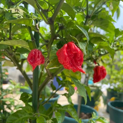 Pianta di Carolina Reaper - Semi pianta da balcone piante in vaso semi di ortaggi piante peperoncino orto esotici erbe vegetali erbe aromatiche Carolina Reaper in vaso balcone rialzato 200pcs