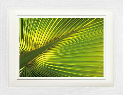 1art1 Palmas Póster Hoja De Palmera De Cáñamo Cuadro Enmarcado con Fine Passepartout | Cuadros De Pared | En Un Marco De Imagen 40x30 cm