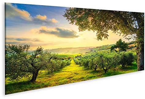 Quadro su tela Panorama della campagna maremmana e ulivi al tramonto Casale Marittimo Pisa Toscana Italia Stampa Foto Quadri Moderni