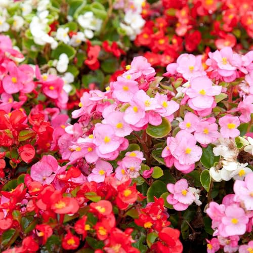 Fibrous Begonia Mix ~500 Pelleted Seed – Cocktail Series – Annual Flower Seeds for Planting – Compact, Shade-Loving Blooms – Non-GMO Garden Seeds