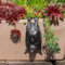 PEIQICHU Plant Pot Hanger Resin Statue Flower Pot Planter Hanging Decorative Bat Black Sculptures Outdoor Garden Lawn Ornaments Home Office Halloween Decoration (Bat)