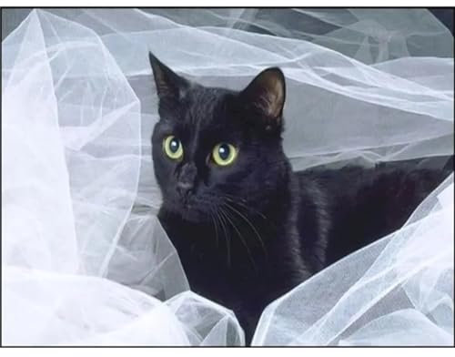 Gato Negro Animal Pintura por Números para Adultos DIY Pintura por Números con Pinceles y Pinturas para Adultos niños Pintura por Números Arte Artesanía Salón Dormitorio Pared Decor,sin Marco 40x50cm