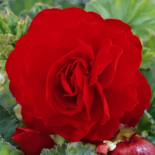 Begonia tuberosa rossa doppia pianta fiorita perenne da giardino esterno