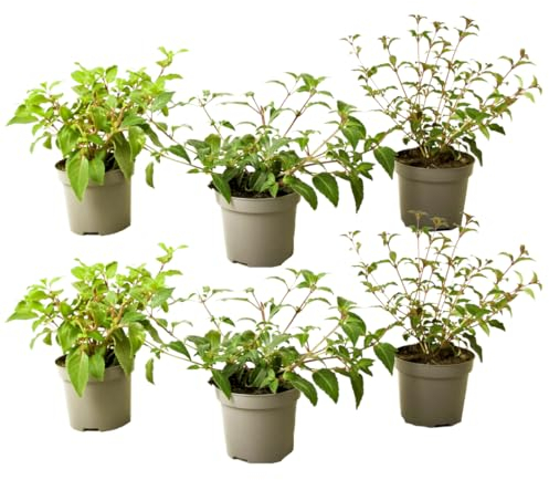 Plant in a Box - Fuchsia magellanica - Mischung aus 6 - Delta Sarah, Lady Thumb, Fuchsia Ricartonnii – Blühende Gartenpflanzen – Topf 9 cm – Höhe 10–20 cm