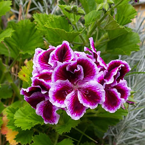 Geranien Samen 50 Blumensamen Bonsai Samen Geranien FrüHlingsblumen Balkonpflanzen Wildblumenwiese Garten Blumen Geranien Samen Stehend Schnittblumen Samen