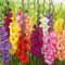 Gladiolen zwiebeln,Winterharte,gladiolenzwiebeln mehrjährig winterhart,pflanzen in top Qualität,gladiolen knollen,gladiolen blumenzwiebeln,gladiolen mehrjährig winterhart.-3 zwiebeln-E