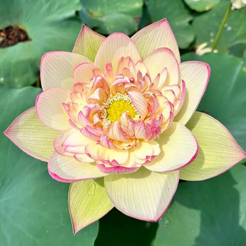 50 pcs Schalenlotus samen sommerblumen samen Farbenprächtige fensterbank deko Lotus samen balkonblumen pflanzen garten grünpflanzen bonsai topf Wunderschön leuchtende Blumen mit blumensamen