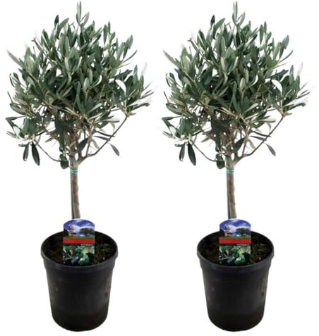 Plant in a Box - Olea Europaea - Pokon - Olivier - exterieur - Set de 2 - Pot 14cm - Hauteur 50-60cm