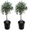 Plant in a Box - Olea Europaea - Pokon - Olivier - exterieur - Set de 2 - Pot 14cm - Hauteur 50-60cm