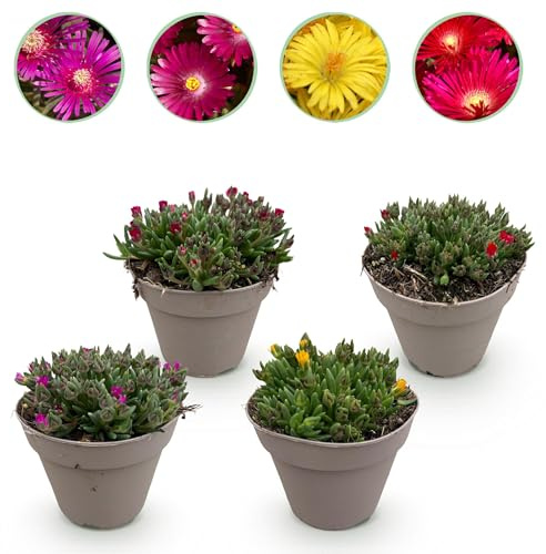 GreenboutiQ - Bodendecker - Winterhart - Delosperma - 4 Pflanzen - Farben Rot - Gelb - Lila - Rosa - Wenig Pflege - Topf 14cm Höhe 17cm