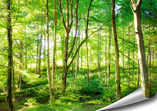 ARTBAY EIN von Sonnenlicht durchfluteter Wald - Poster XXL - 118,8 x 84 cm | Natur Poster | Premium Qualität