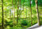 ARTBAY EIN von Sonnenlicht durchfluteter Wald - Poster XXL - 118,8 x 84 cm | Natur Poster | Premium Qualität