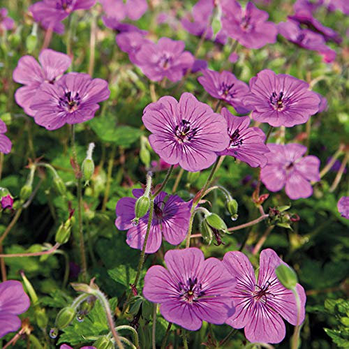 Hardy Geranium x Hybridum 'Pink Penny' Perennial XXL Supersize Plug Plants Pack x3