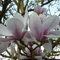 Tulpenmagnolie - Der klassiker Magnolia soulangiana weiß mit rosa-violett winterhart Frühblüher (Liefergröße: 60-80 cm)