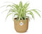 Chlorophytum Comosum Variegatum in Vibes Fold yellow - 10cm - Ø14cm - Plante d'intérieur - Vert persistant