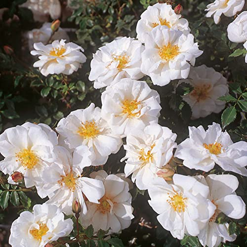 Rose Diamant- Bodendeckerrose reinweißen Blüten - Kleinstrauchrose Pflanze Winterhart Halbschattig von Garten Schlüter - Pflanzen in Top Qualität