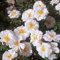 Rose Diamant- Bodendeckerrose reinweißen Blüten - Kleinstrauchrose Pflanze Winterhart Halbschattig von Garten Schlüter - Pflanzen in Top Qualität