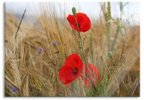 Pixxprint Glasbild, Wandbild aus Echtglas, Mohnblumen im Getreidefeld, 80x60 cm, inkl. Aufhängung und Abstandshalter