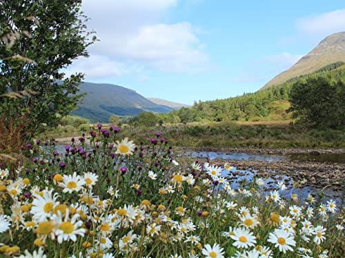 THISIT Ölgemälde Geschenk für Erwachsene Kinder Kits,Schottland,Berg,Fluss-16 x 20 Zoll No Frame