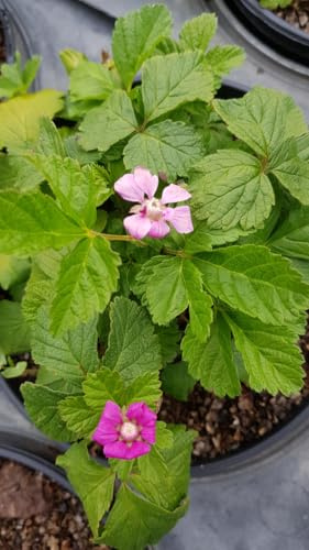 Rubus arcticus 'Marika' / Framboisier nain arctique/Conteneur de 3 à 4 litres/Fruitier
