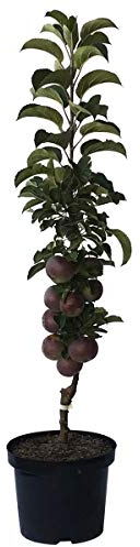 Säulenapfel Starline (R) Blue Moon (S) Säulenobst Terrassenobst Balkonobst 80-120 cm 7,5 Liter Topf