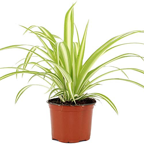 Chlorophytum Variegatum Spider Plant for Home or Office (20-30cm with Pot)