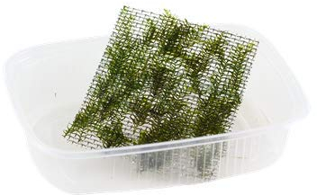 Aquarium Fan Phoenix Moos (Fissidens Fontanus) – Beauty Moos *TOP-RARITY*