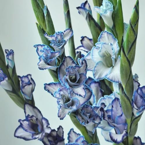 12 pz bulbi di gladiolo resistenti, gladioli, bulbi da fiore fioriere estive, fiori da giardino tuberi di gladioli fiori resistenti piante esotiche resistenti piante da fiori per esterni