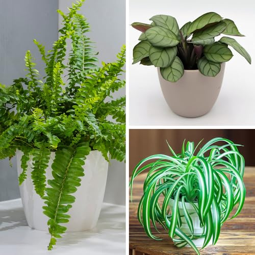 YouGarden Pet-Friendly Houseplant Collection, Set of Three Established Plants in 12cm Pots, Ready to Plant Boston Fern, Variegated Spider Plant and Fishbone Prayer Plant