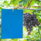 Panngu 20 Stück Blautafeln Thripse Bekämpfung 200mmm x 150mm, Professionell Blaue Leimtafeln Gegen Tripse, Blausticker Klebefalle Schutz von Obstbäumen und Zimmerpflanzen