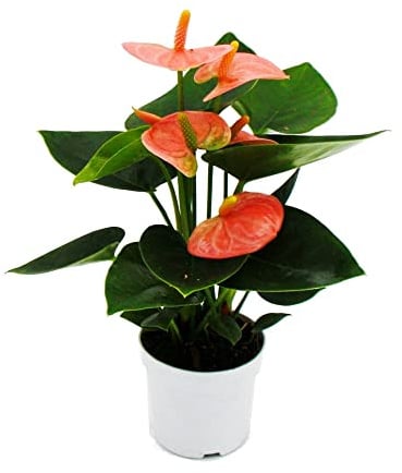 Anthurium andreanum Baby-Anthurie Mini-Pflanze 7cm Topf