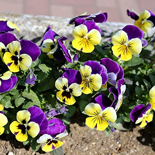 200 pezzi di semi di piante forte vitalità vibrante naturale semi di viola del pensiero georgico forniture da giardino Multicolore