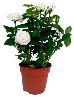 Rosal de Flor Grande Blanco Natural la Frescura de la Primavera en tu Hogar
