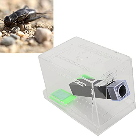Cricket Keeper Tank Box, Cricket Care Kit Langlebig und Robust mit Wasser-/Lebensmittel -Fütterungswanne für Büro für Zuhause (L) (Kleine 9x9x11cm/ 3,54x3.54x4.33in)