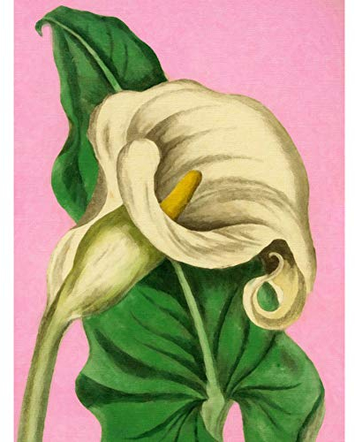 Calla-Lilien-Gemälde, Kunstdruck, Wanddekoration