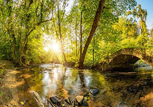 wandmotiv24 Fototapete Wald mit Brücke, XL 350 x 245 cm - 7 Teile, Wanddeko, Wandbild, Wandtapete, Fluss, Bäume, Wald M5758
