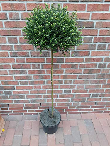 Pflanzen Böring Ilex - Stämmchen, Höhe: 120-130 cm, Ilex crenata Glorie Gem, Alternative Buchsbaum