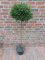 Pflanzen Böring Ilex - Stämmchen, Höhe: 120-130 cm, Ilex crenata Glorie Gem, Alternative Buchsbaum