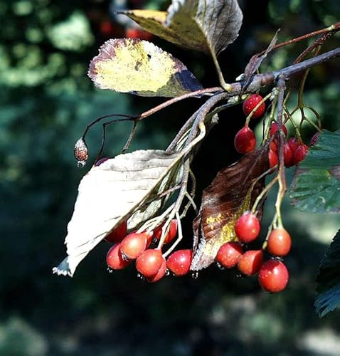 Echte Mehlbeere 80-100cm - Sorbus aria - lebende Gartenpflanze aus den Baumschulen