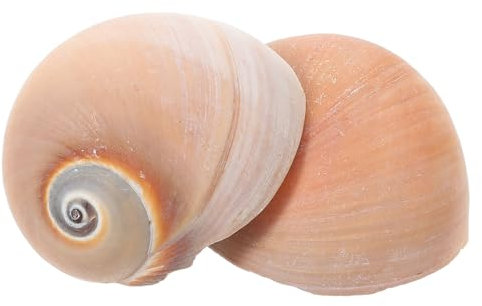 BESPORTBLE Coquilles De Crabe Petits Ornements De Conque Daquarium Décorations De Conque Ornements Daquarium S